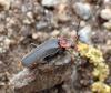 Cantharis fusca